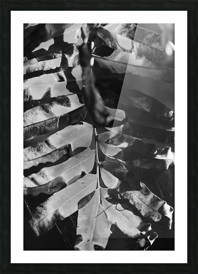 LEAF Picture Frame print