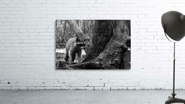 MAPACHE Wall Preview