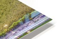 Fish Pond Algae HD Metal print
