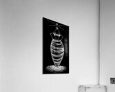 image 1338 Acrylic Print