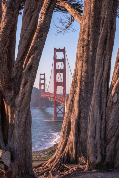 Golden Gate Bridge | Framed by Trees Téléchargement Numérique