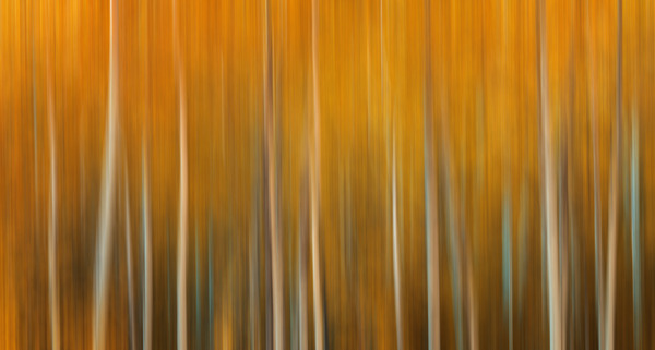 Birch Tree Forest Wyoming Téléchargement Numérique