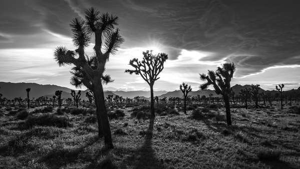 Joshua Trees | Black and White Desert Photo Digital Download