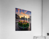 Tulips From Amsterdam Acrylic Print
