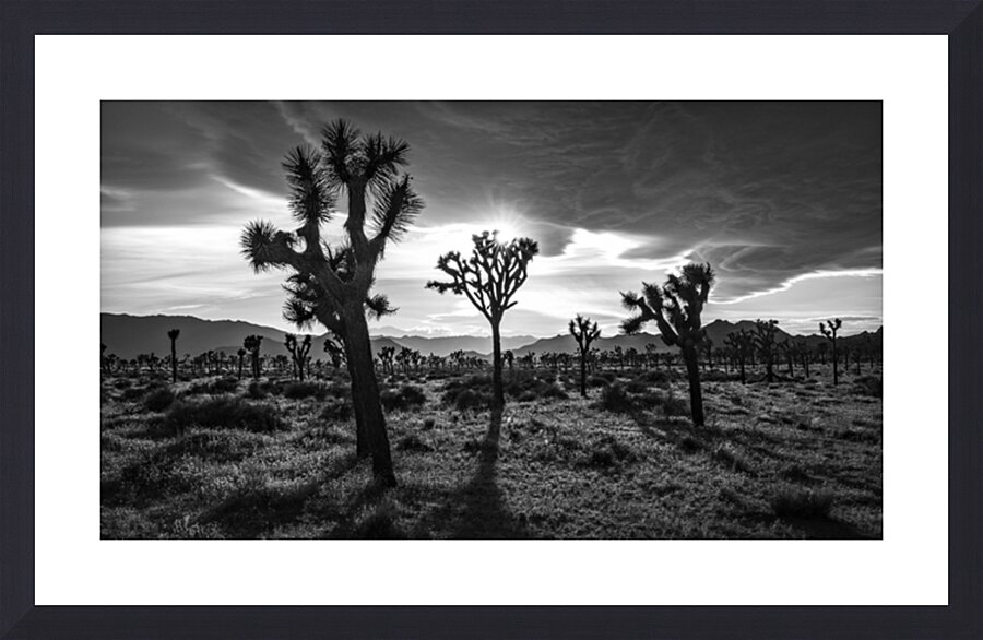 Joshua Trees | Black and White Desert Photo Picture Frame print