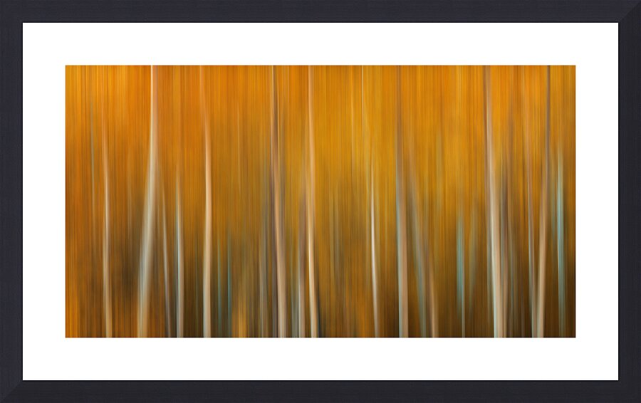 Birch Tree Forest Wyoming Impression et Cadre photo