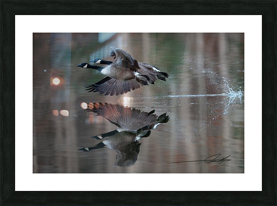 Geese Reflections LG Picture Frame print