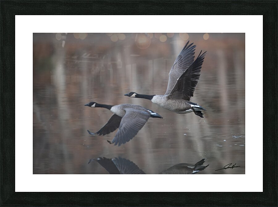 Geese Reflections 4 LG Picture Frame print