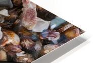 Shells III HD Metal print