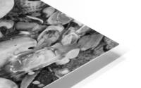 Shells II HD Metal print