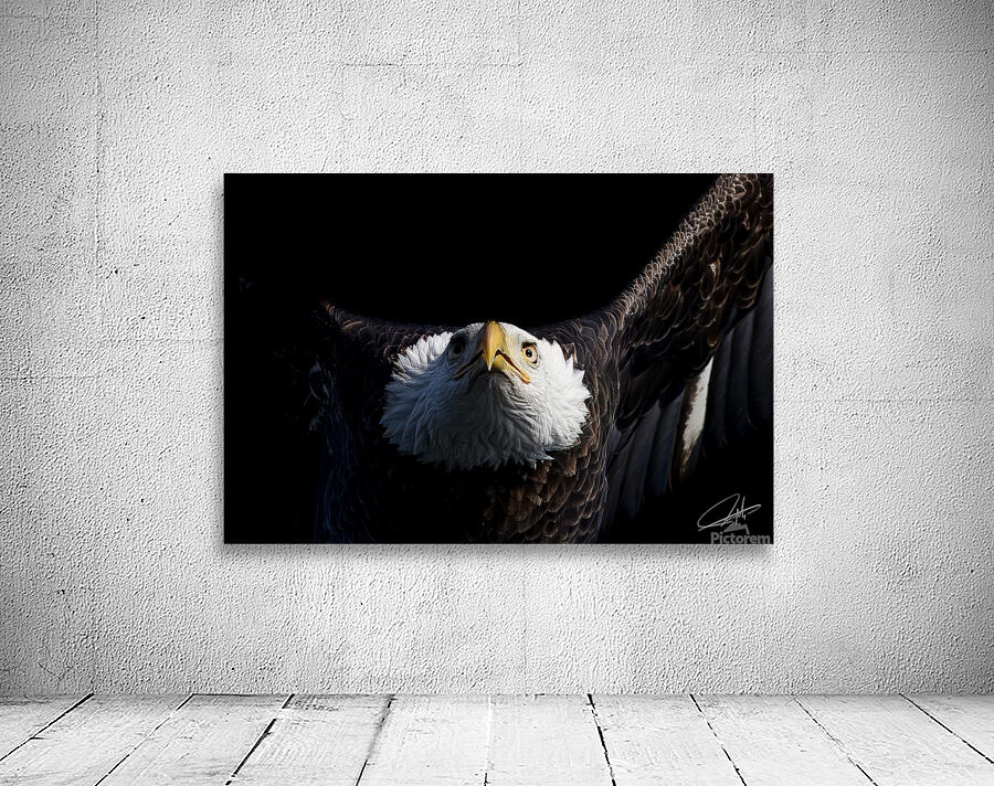 Bald Eagle 1 Wall Preview