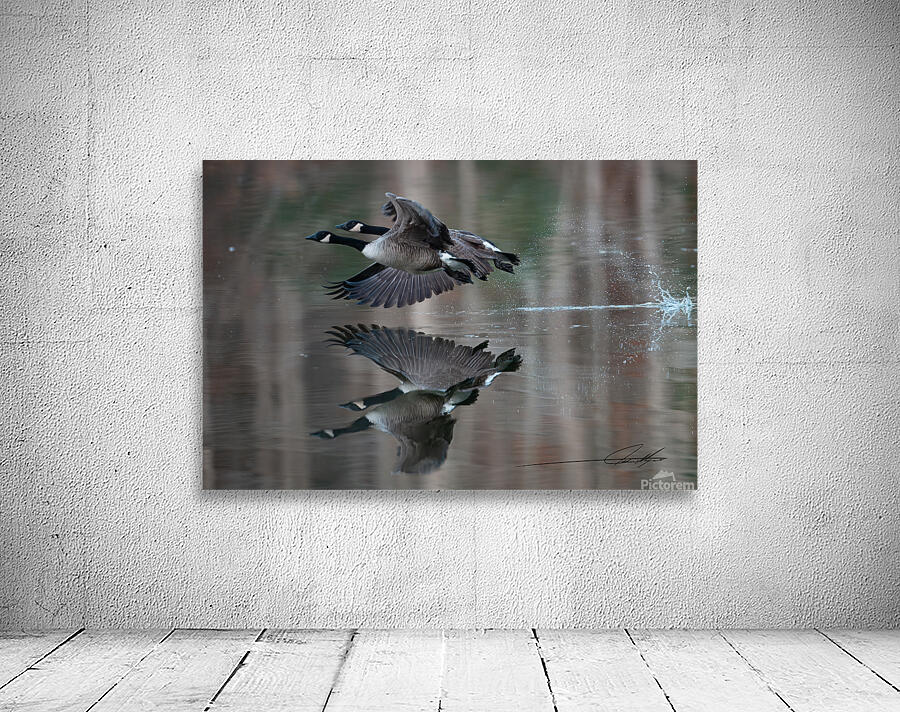 Geese Reflections LG Wall Preview