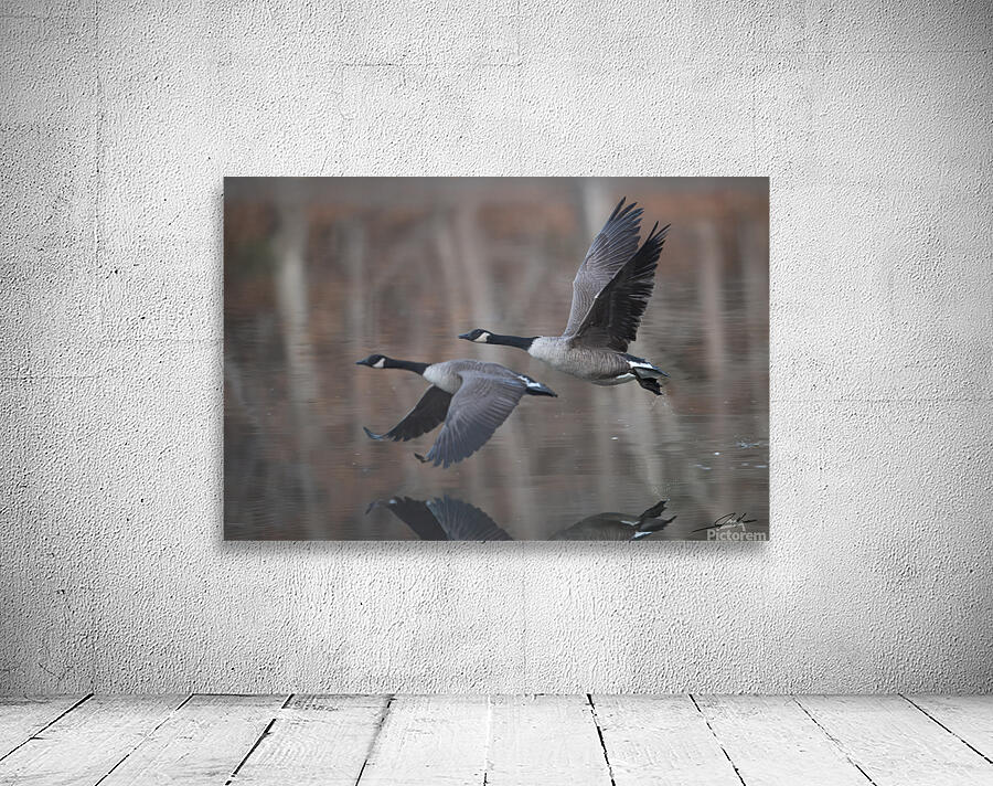 Geese Reflections 4 LG Wall Preview