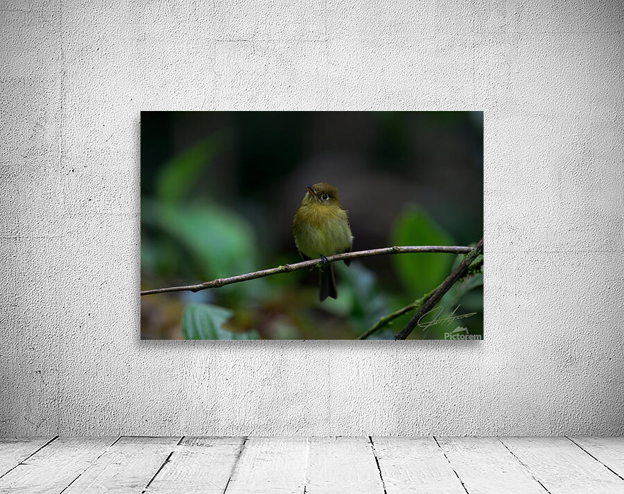 Yellow Flycatcher 1 Wall Preview