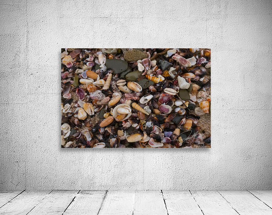 Shells III Wall Preview