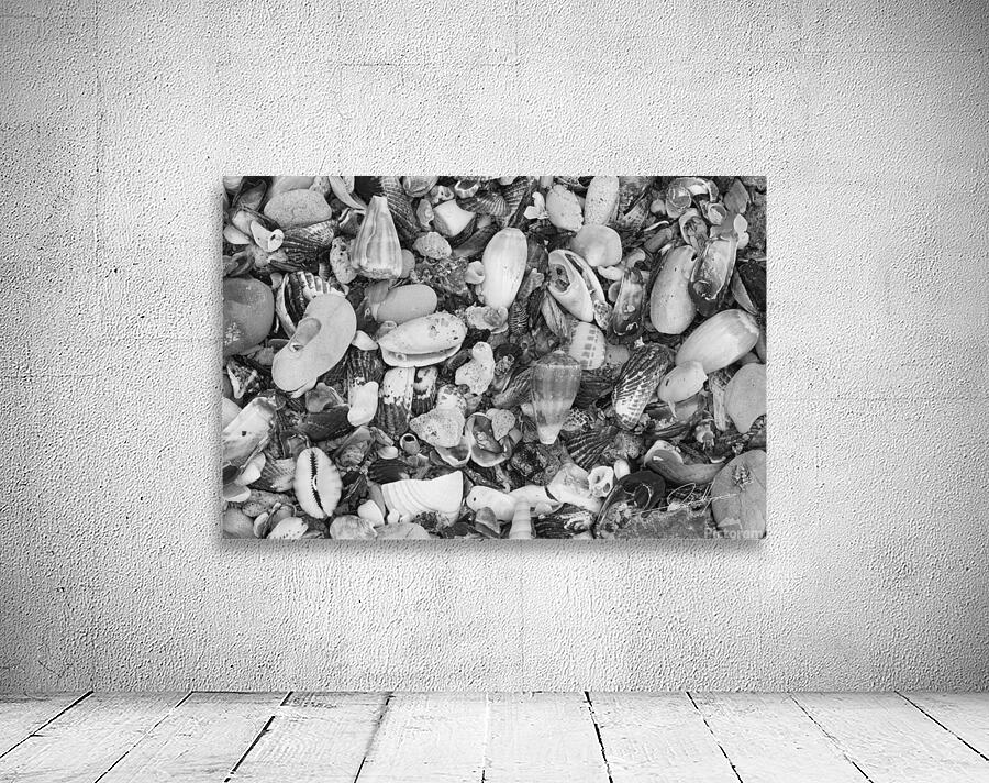 Shells II Wall Preview
