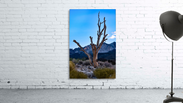 Sierra Tree Wall Preview