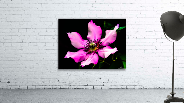 Flower 2 Wall Preview