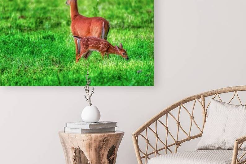 Fawn Enjoys Late Afternoon Snack by Wendell Franks