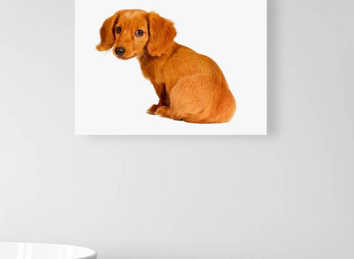 Cute Dachshund Looking Over Shoulder by Wendell Franks