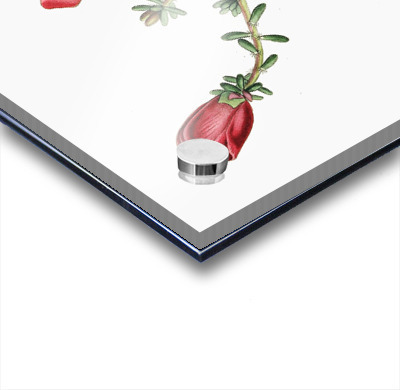 Dr. Gillies purslane from Edwards Botanical Register 1829-1847  by Sydenham Edwards John Lindley and James Ridgway.  Acrylic printing