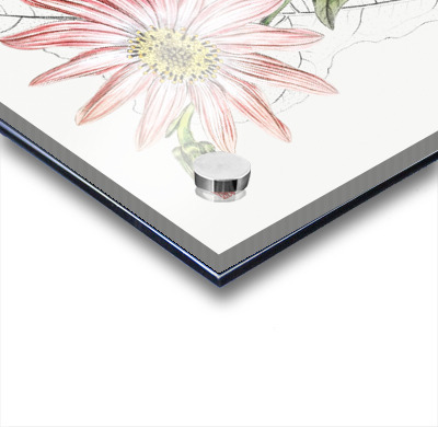 Mr. Dicksons echinacea from Edwards Botanical Register 1829-1847  by Sydenham Edwards John Lindley and James Ridgway.  Acrylic printing