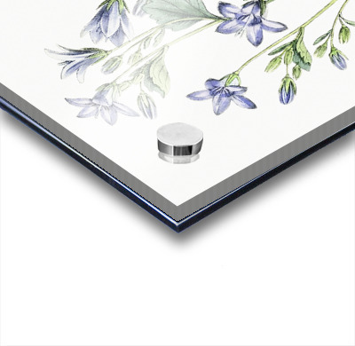 Dalmatian wall campanula flower from Edwards Botanical Register 1829-1847  by Sydenham Edwards John Lindley and James Ridgway.  Impression sur Acrylique