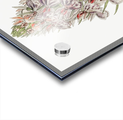 Leafy spiked orchis from Edwards Botanical Register 1829-1847  by Sydenham Edwards John Lindley and James Ridgway.  Acrylic printing