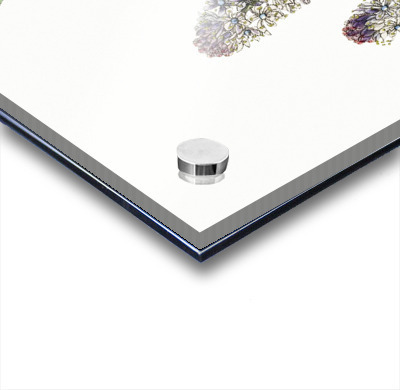 Meadow squill from Edwards Botanical Register 1829-1847  by Sydenham Edwards John Lindley and James Ridgway.  Acrylic printing