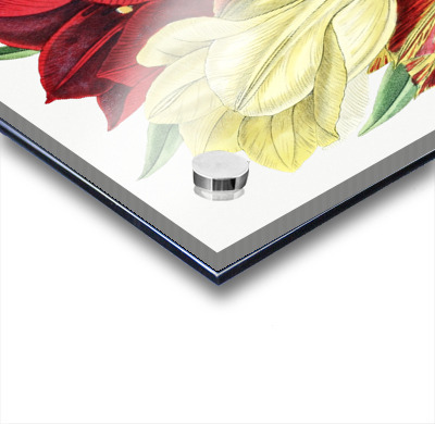 Rough stemmed tulip from Edwards Botanical Register 1829-1847  by Sydenham Edwards John Lindley and James Ridgway.  Acrylic printing