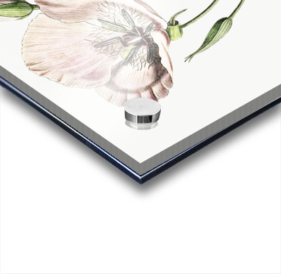 atiny calochortus from Edwards Botanical Register 1829-1847  by Sydenham Edwards John Lindley and James Ridgway.  Acrylic printing