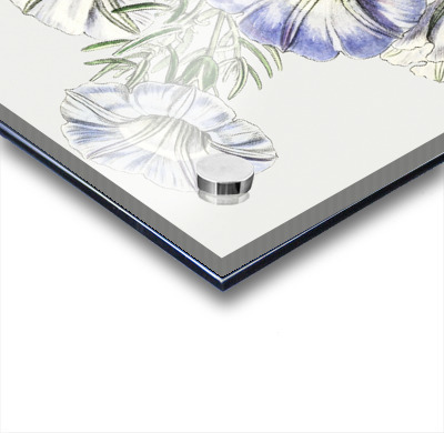 Sky blue alona from Edwards Botanical Register 1829-1847  by Sydenham Edwards John Lindley and James Ridgway.  Acrylic printing