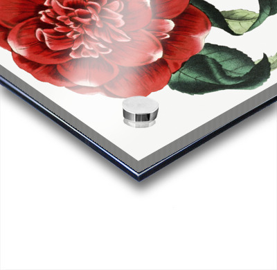 Mr. Reevess crimson camellia from Edwards Botanical Register 1829-1847  by Sydenham Edwards John Lindley and James Ridgway.  Acrylic printing