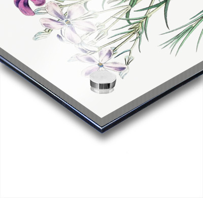 Shewy phlox from Edwards Botanical Register 1829-1847  by Sydenham Edwards John Lindley and James Ridgway.  Acrylic printing