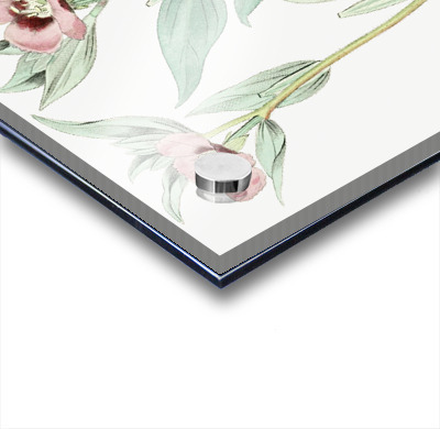 Long Branched Enothera from Edwards Botanical Register 1829-1847  by Sydenham Edwards John Lindley and James Ridgway.  Acrylic printing