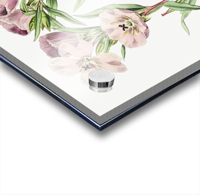 Pale Corona Amaryllis from Edwards Botanical Register 1829-1847  by Sydenham Edwards John Lindley and James Ridgway.  Acrylic printing