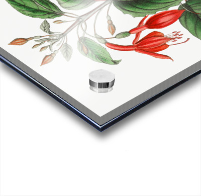 Standishs fuchsia from Edwards Botanical Register 1829-1847  by Sydenham Edwards John Lindley and James Ridgway.  Acrylic printing