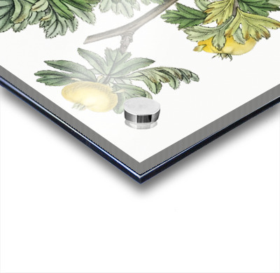 Tansy-leaved hawthorn from Edwards Botanical Register 1829-1847  by Sydenham Edwards John Lindley and James Ridgway.  Acrylic printing