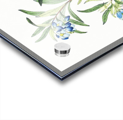 Narrow leaved sollya from Edwards Botanical Register 1829-1847  by Sydenham Edwards John Lindley and James Ridgway.  Acrylic printing