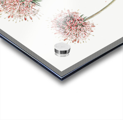 Long-styled crucianella from Edwards Botanical Register 1829-1847  by Sydenham Edwards John Lindley and James Ridgway.  Acrylic printing