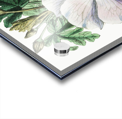 Mrs. Wrays hibiscus from Edwards Botanical Register 1829-1847  by Sydenham Edwards John Lindley and James Ridgway.  Acrylic printing