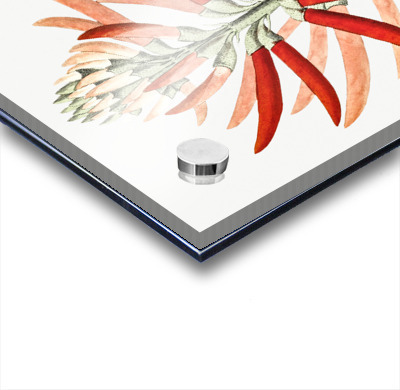 Naked-flowering Erythrina from Edwards Botanical Register 1829-1847  by Sydenham Edwards John Lindley and James Ridgway.  Acrylic printing