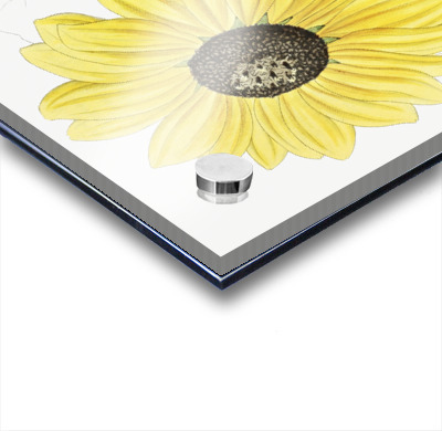 Californian Sunflower from Edwards Botanical Register 1829-1847  by Sydenham Edwards John Lindley and James Ridgway.  Acrylic printing