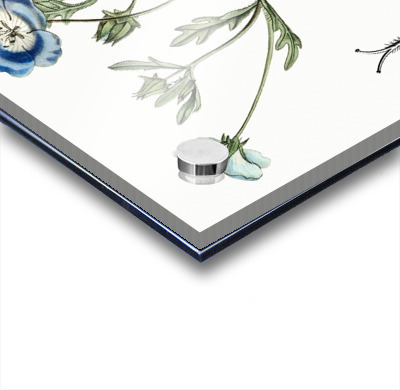 Shewy nemophila from Edwards Botanical Register 1829-1847  by Sydenham Edwards John Lindley and James Ridgway.  Acrylic printing