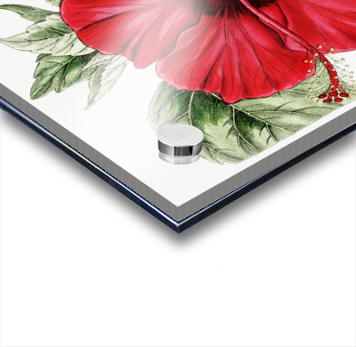 Single-flowered Chinese rose mallow from Edwards Botanical Register 1829-1847  by Sydenham Edwards John Lindley and James Ridgway.  Acrylic printing