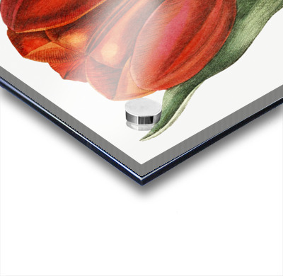 Gesners tulip from Edwards Botanical Register 1829-1847  by Sydenham Edwards John Lindley and James Ridgway.  Acrylic printing