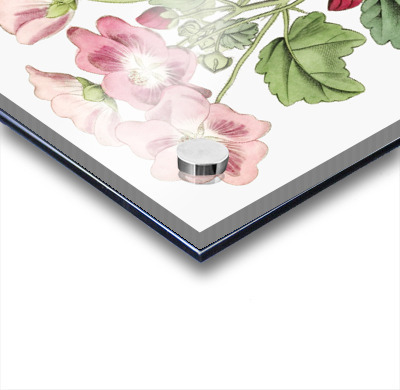 Rhomb leaved palavia from Edwards Botanical Register 1829-1847  by Sydenham Edwards John Lindley and James Ridgway.  Acrylic printing