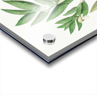 Two-edged dendrobium from Edwards Botanical Register 1829-1847  by Sydenham Edwards John Lindley and James Ridgway.  Acrylic printing