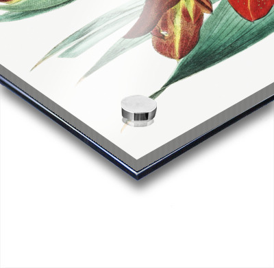 The parrot gladiole from Edwards Botanical Register 1829-1847  by Sydenham Edwards John Lindley and James Ridgway.  Acrylic printing