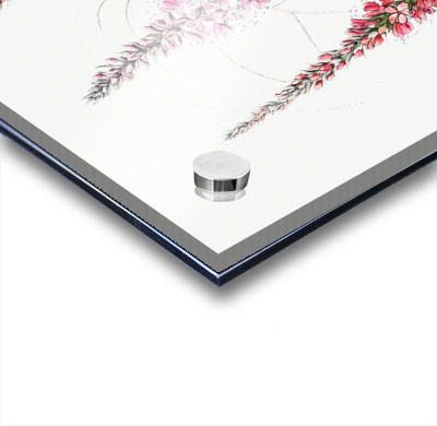 Stem-clasping polygonum from Edwards Botanical Register 1829-1847  by Sydenham Edwards John Lindley and James Ridgway.  Acrylic printing